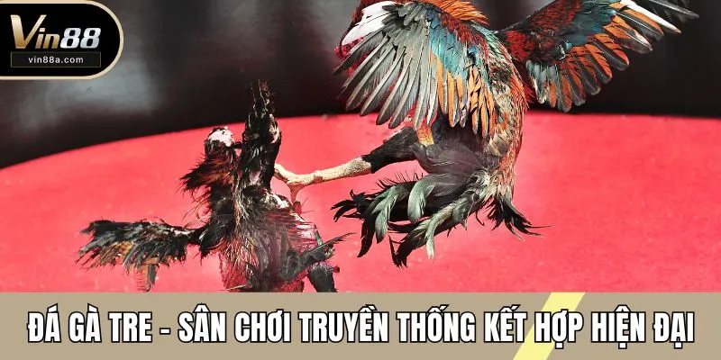 đá gà tre