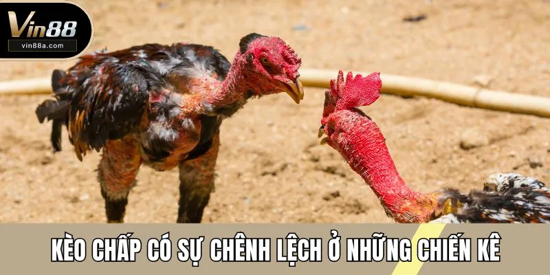Kèo chấp có sự chênh lệch ở những chiến kê
